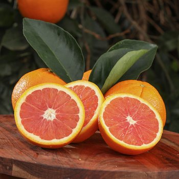 [신세계푸드][신세계푸드] 피코크 조선호텔김치/올반 김장김치